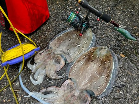 親アオリイカ狙いのはずがモンゴウイカに愛さ…
