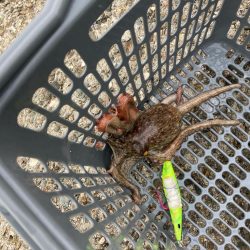 ⭐︎泉タコ人気