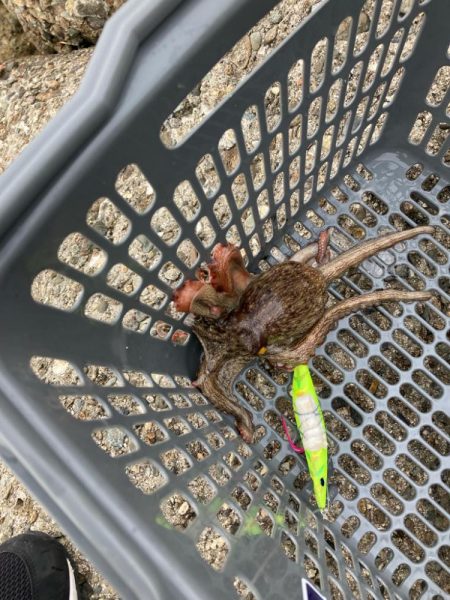 ⭐︎泉タコ人気