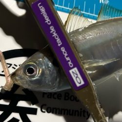 湾奥調査続行中