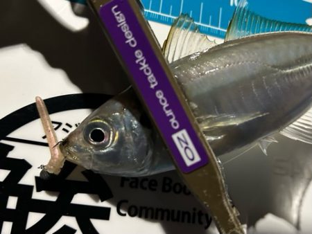 湾奥調査続行中