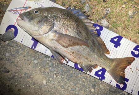 ナイトチニングゲーム