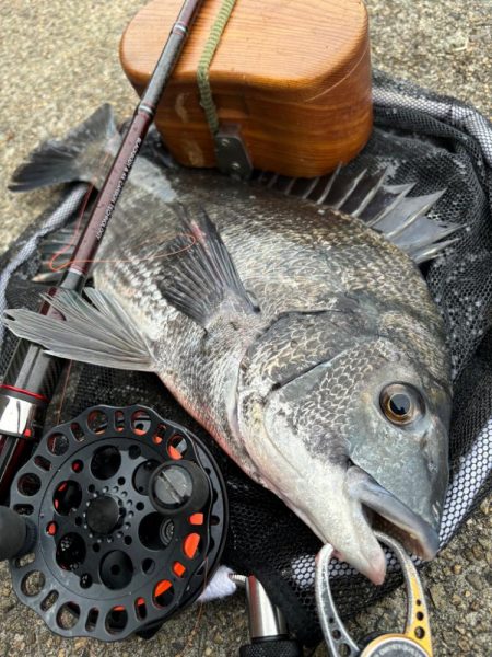 ヘチってきました