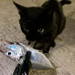 今夜も中アジ探しにGO‼︎