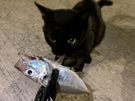 今夜も中アジ探しにGO‼︎