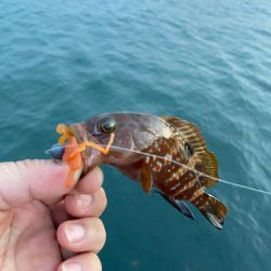 尺に届かずキジハタ