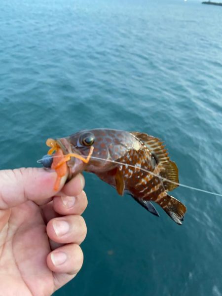 尺に届かずキジハタ