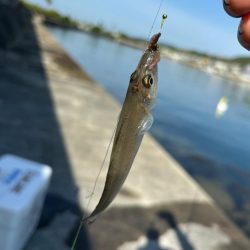 朝のちょい投げ釣り