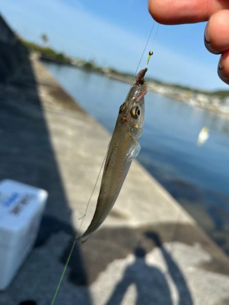 朝のちょい投げ釣り