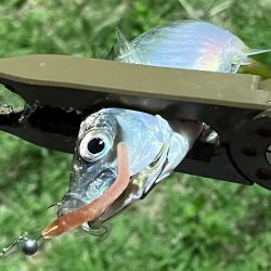 ジグ単de〜アジング♪考えすぎ?