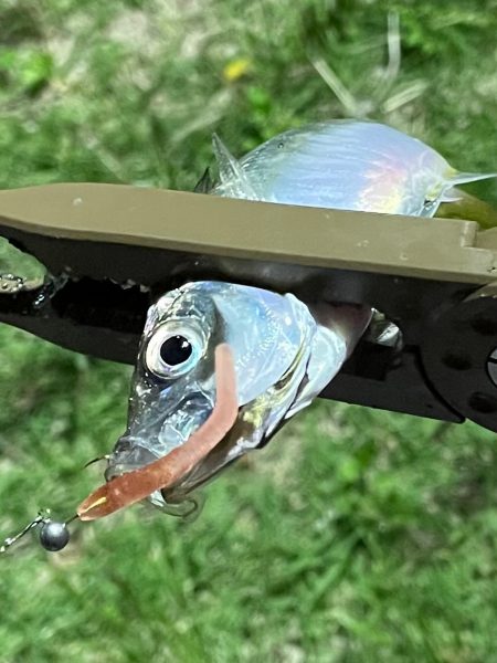 ジグ単de〜アジング♪考えすぎ?