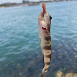 シロギス釣行！