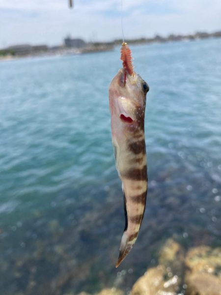 シロギス釣行！