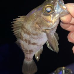 梅雨前メバリング♪