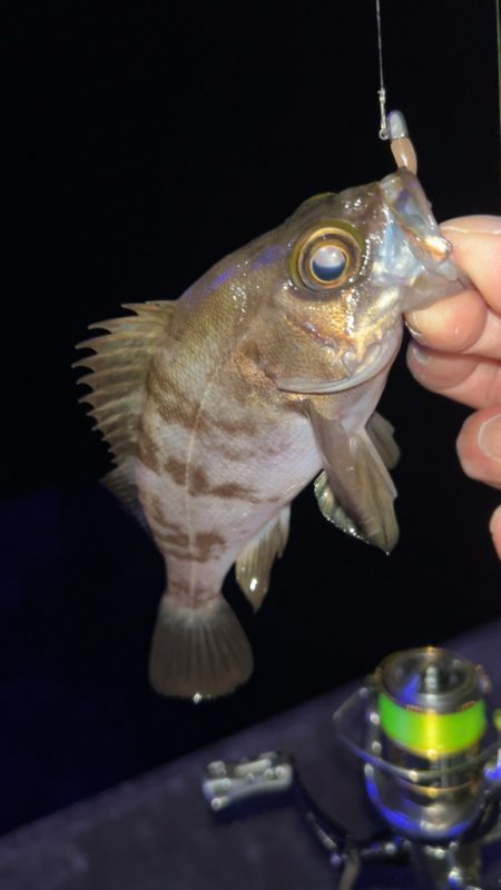 梅雨前メバリング♪