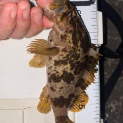 ガシラ入れ食い