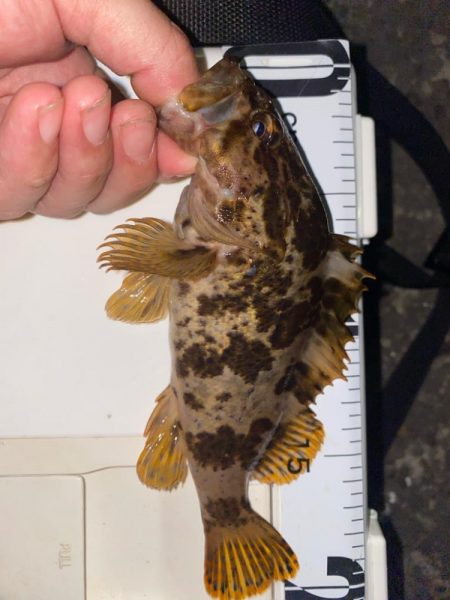 ガシラ入れ食い