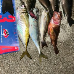 魚津港フカセ夜釣り