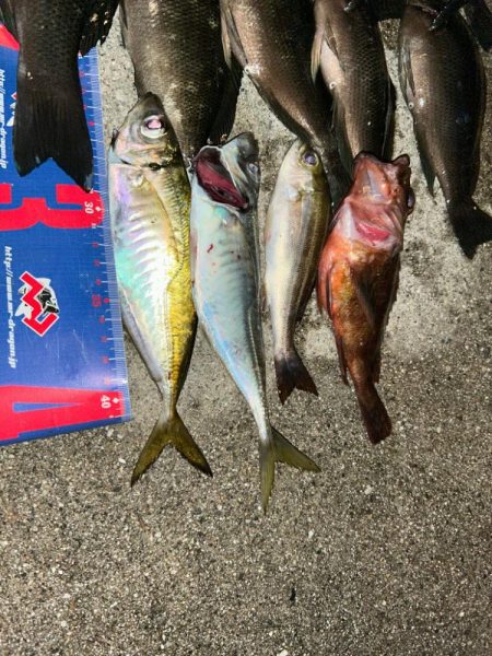 魚津港フカセ夜釣り