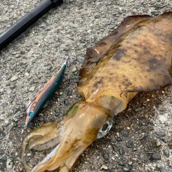 春はコウイカ続きの中、港で釣れた泣ける一杯