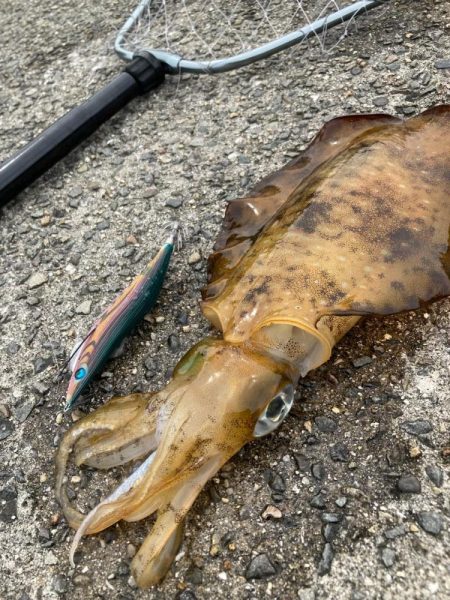 春はコウイカ続きの中、港で釣れた泣ける一杯