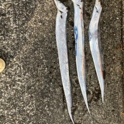 今日もタチウオ