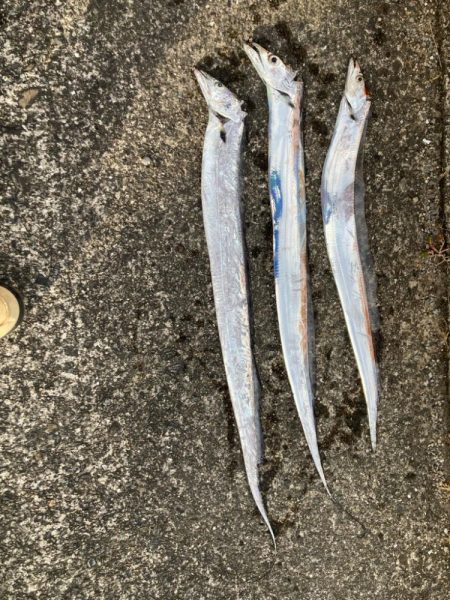 今日もタチウオ