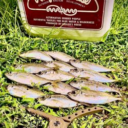 ジグ単de〜アジング♪幼馴染の初アジング