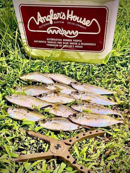 ジグ単de〜アジング♪幼馴染の初アジング