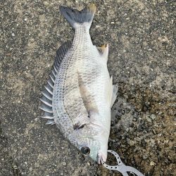 雨が降る中エビ撒きでチヌ釣れました