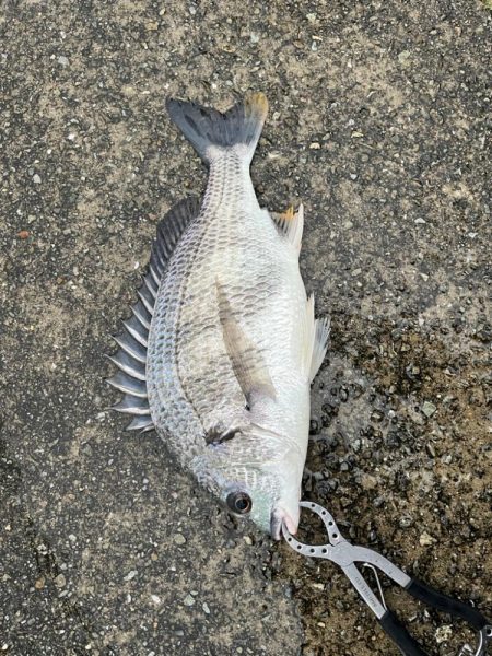 雨が降る中エビ撒きでチヌ釣れました