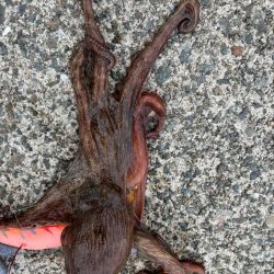 タコは気まぐれ　10