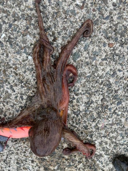 タコは気まぐれ　10