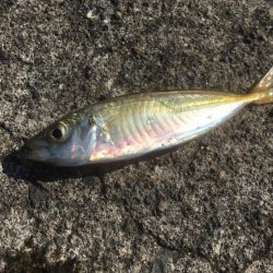 試行錯誤ヤエン