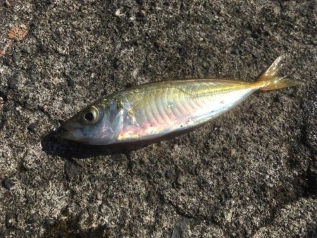 試行錯誤ヤエン