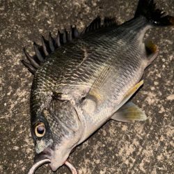 ヘチってきました