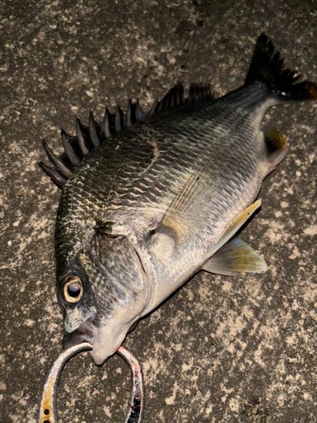 ヘチってきました