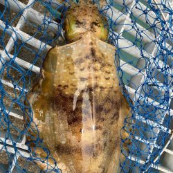 グッドサイズ来たよ