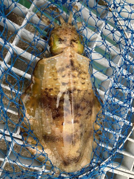 グッドサイズ来たよ