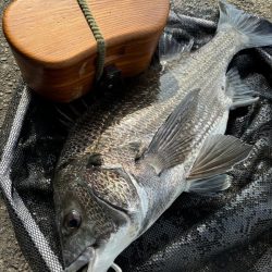 ヘチってきました