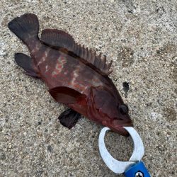 久しぶりの釣果