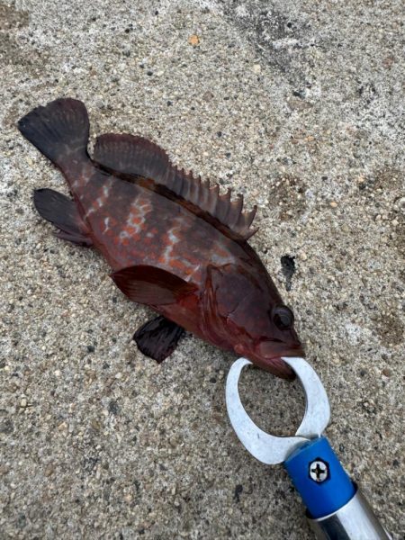 久しぶりの釣果