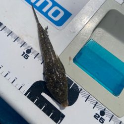 シロギスタのコッチコチやぞ