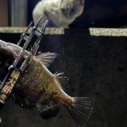 アジジグ釣行　淡路島