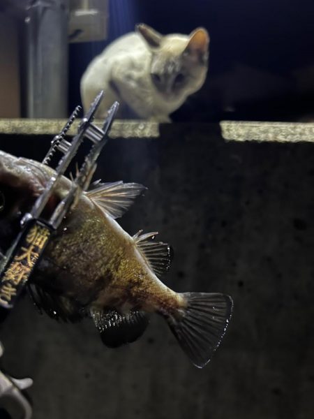 アジジグ釣行　淡路島