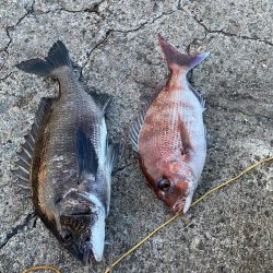 ショアレッドとクロダイ