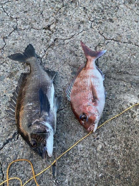 ショアレッドとクロダイ