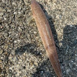 エソ以外釣れませんかねぇ?