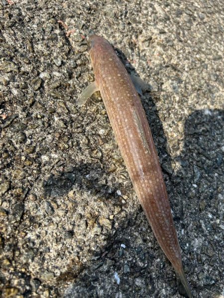 エソ以外釣れませんかねぇ?