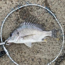 暴風のチヌ釣り